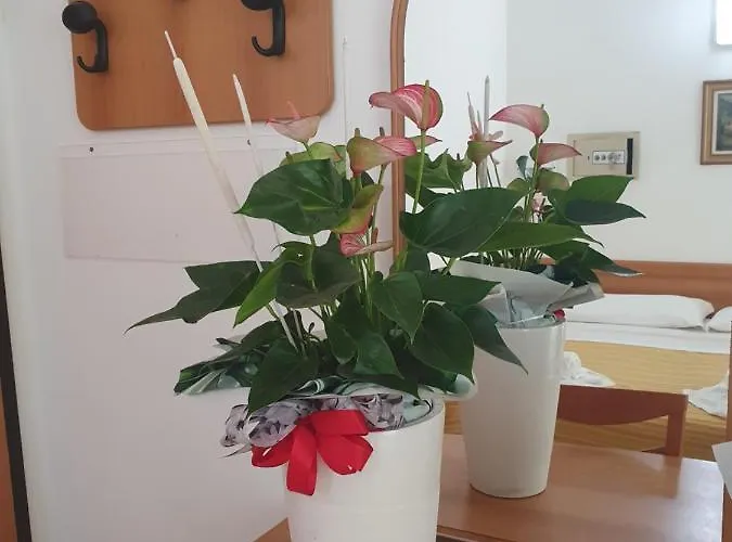 Hotel Venezia San Mauro Mare 3* San Mauro Mare